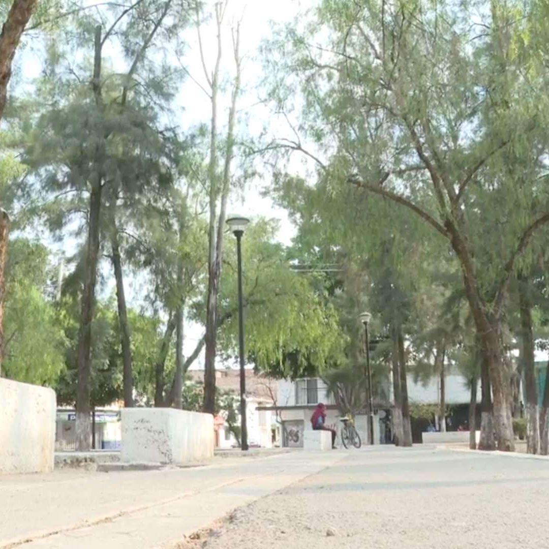 Son varias las especies de árboles que se tienen en Guanajuato.